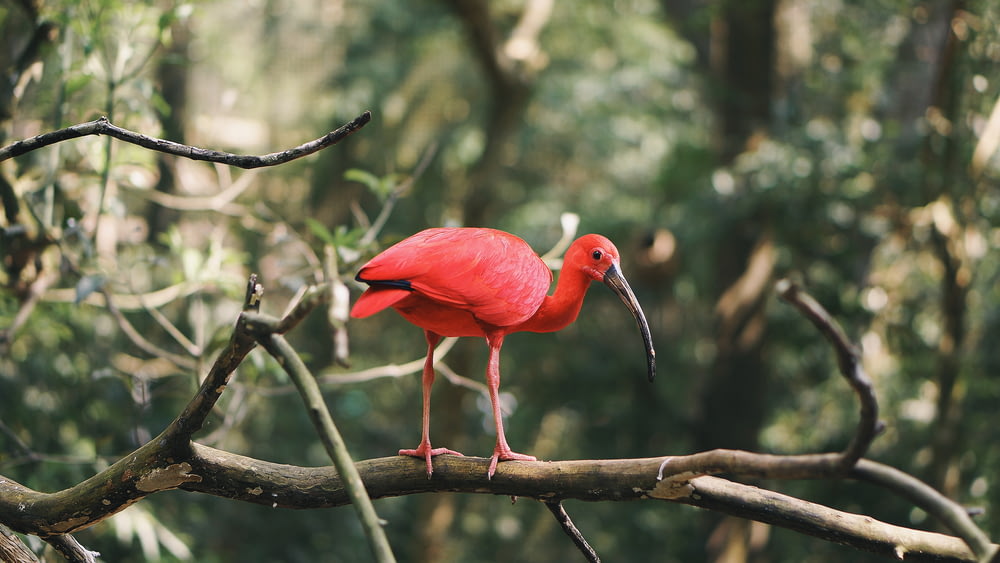 red bird on tree brance
