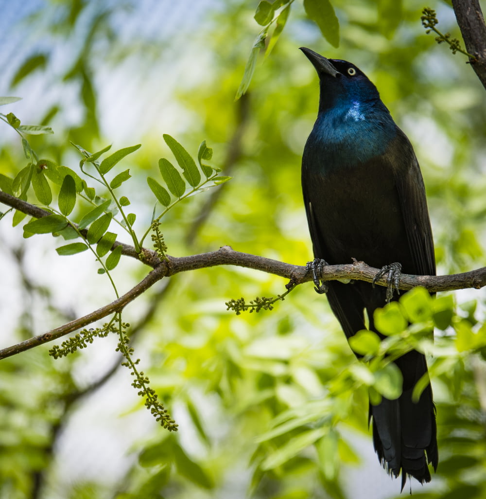 selective focus photography of black and blue bird on tree branch