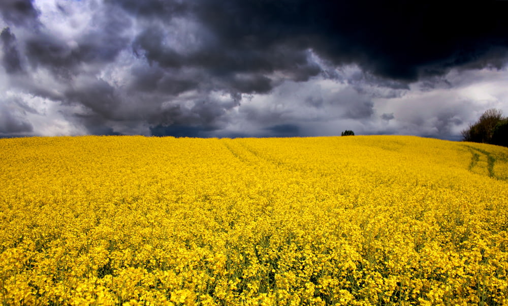 champ de fleurs jaunes sous un ciel nuageux