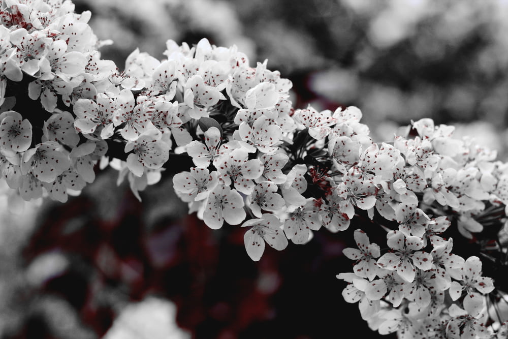 foto in scala di grigi di un fiore dai petali