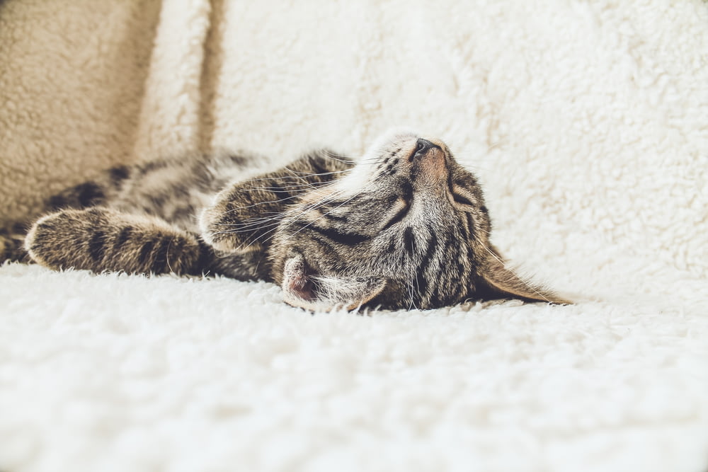 白い布地に横たわる茶色のぶち猫