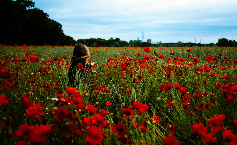 person walking around the red flowers during daytime