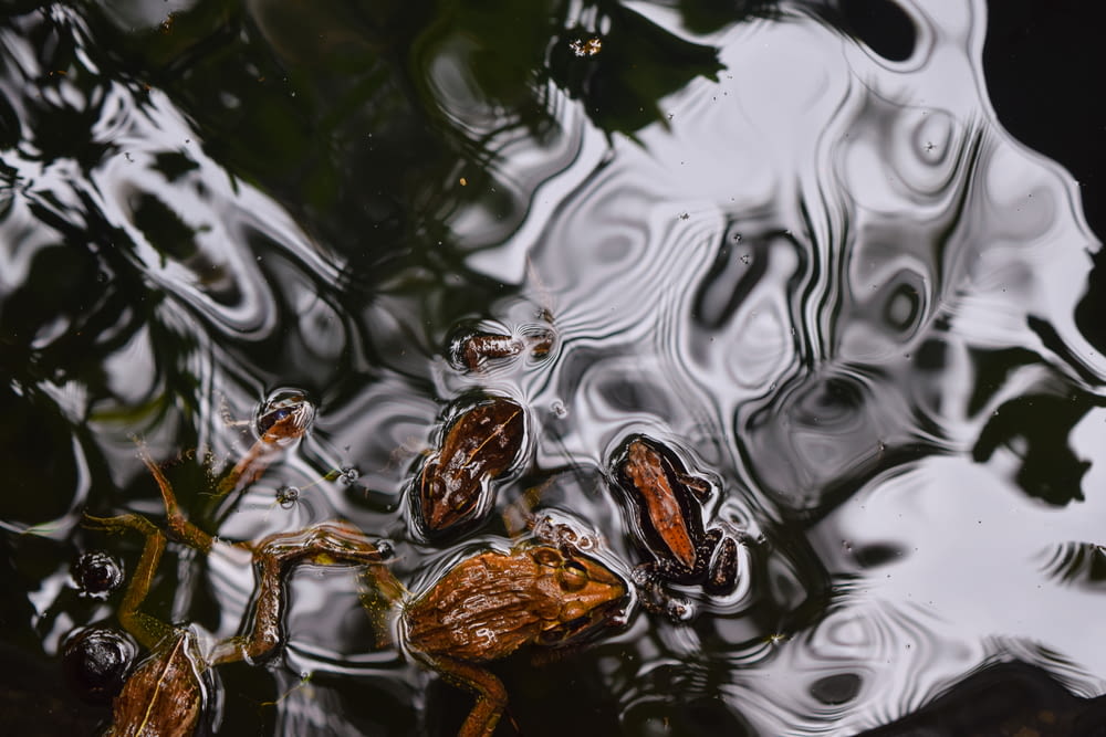 three brown frogs swim on body of water