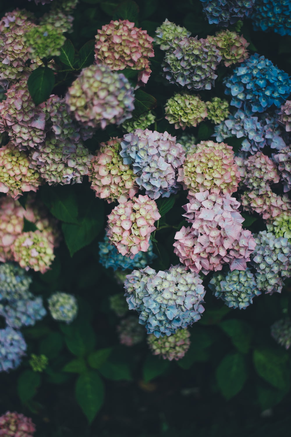 Flores multicoloridas Fotografia de foco raso