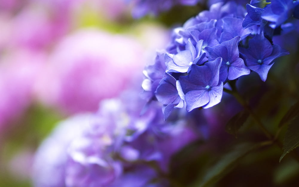 紫紫陽花のセレクティブフォーカスショット