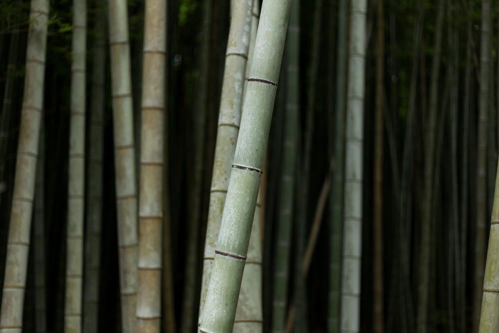 selective focus photography of bamboo trees