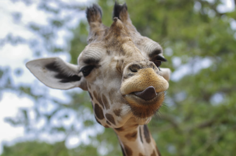 close-up photography of giraffe with tongue out
