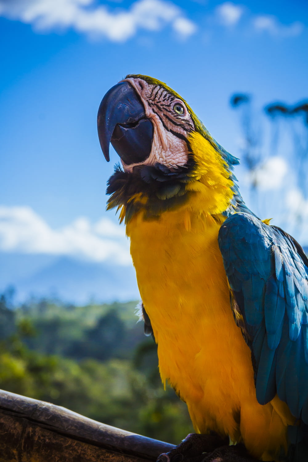 yellow and blue parrot perched on wood