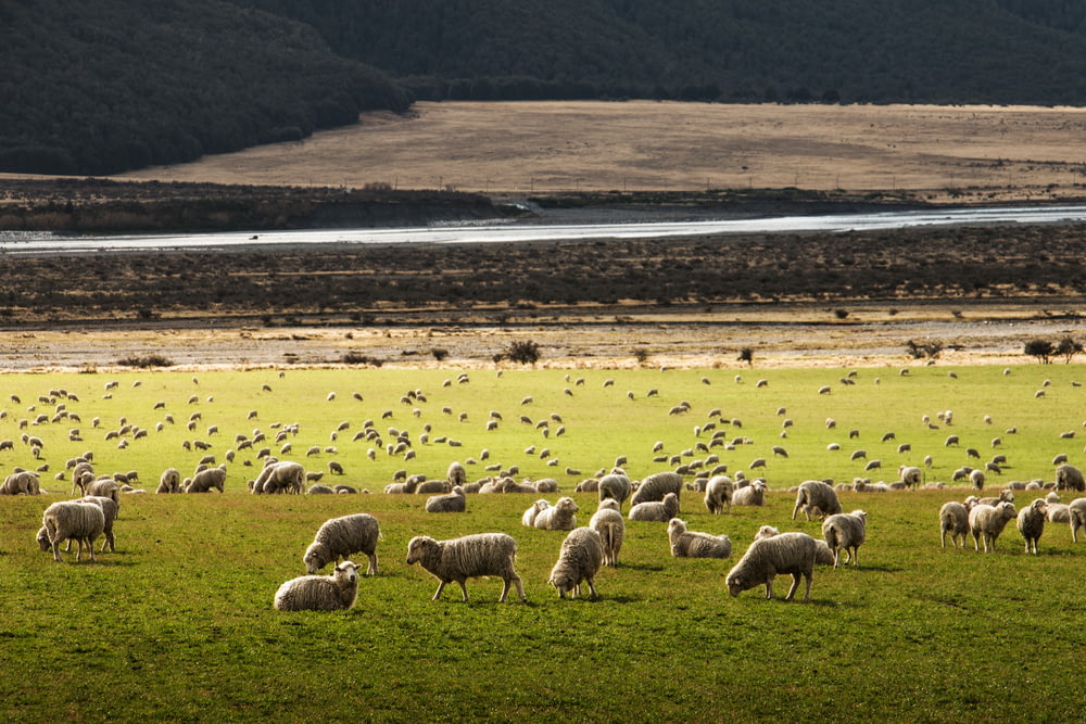 rebanho de ovinos no campo de grama