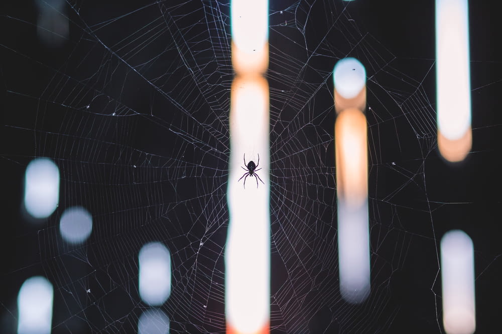 A little spider in his web.