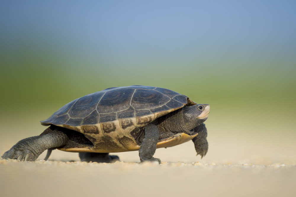 Foto focada de uma tartaruga marinha caminhando na praia