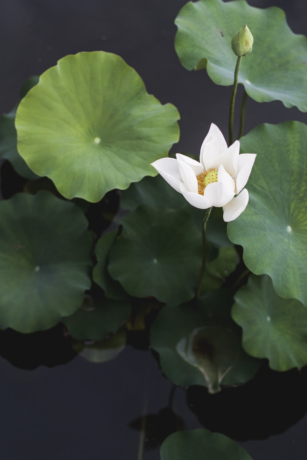 flor de loto blanca