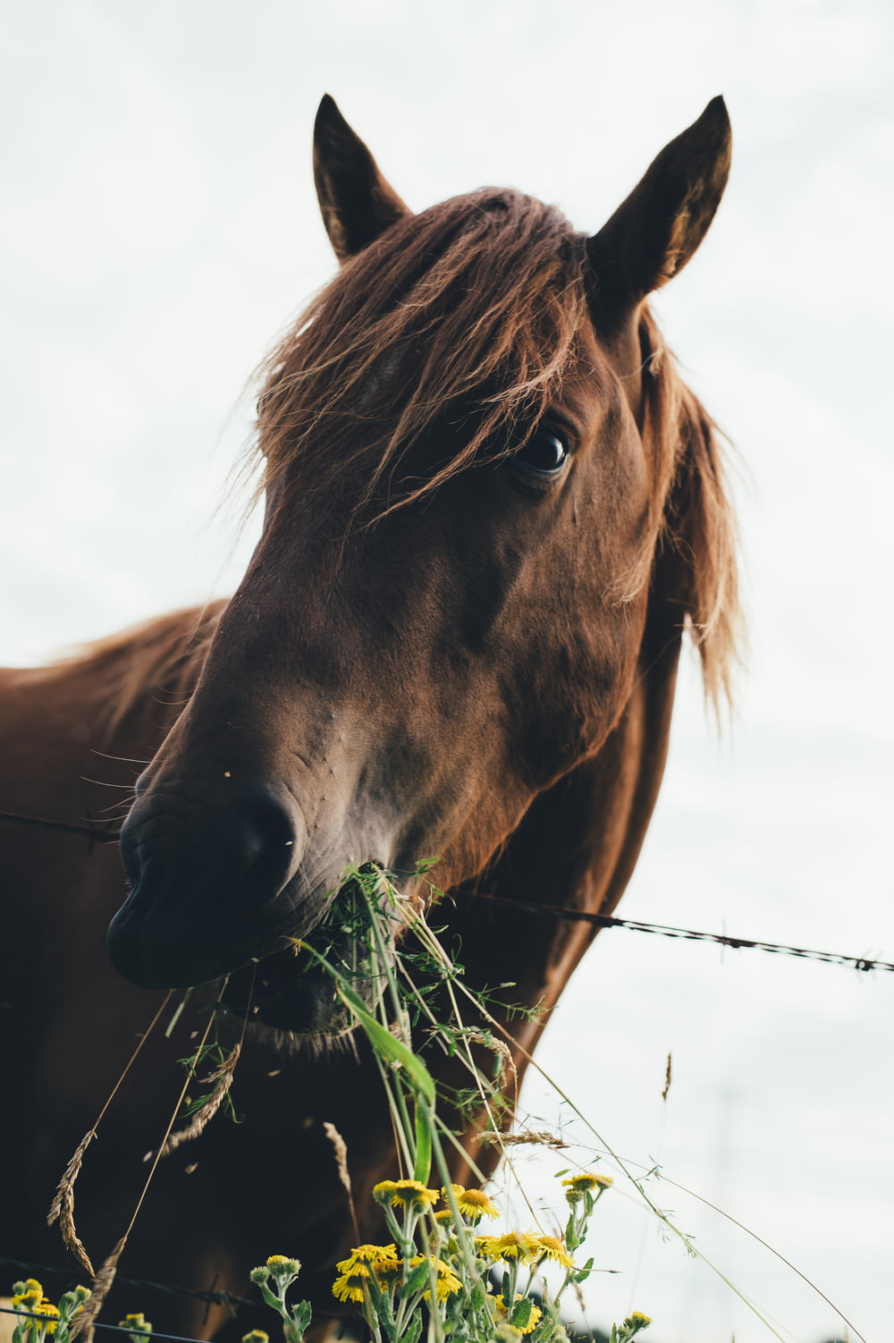 cavalo marrom comendo grama durante o céu nublado