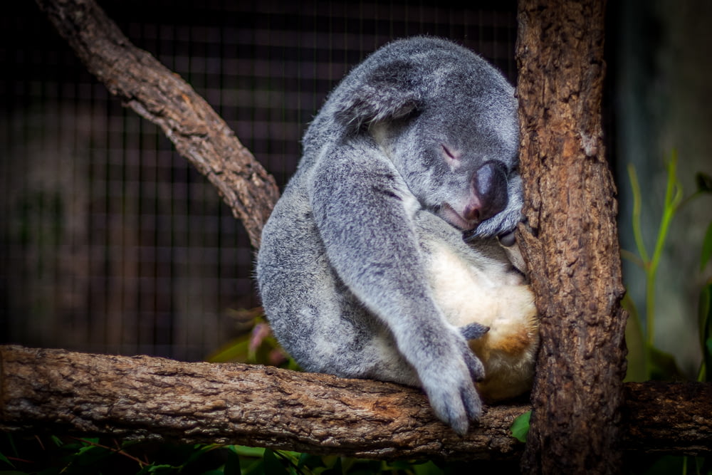 koala che dorme sull'albero