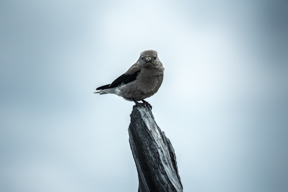 Fotografia de foco seletivo Pássaro cinzento no galho da árvore