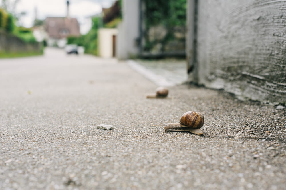 brown snail on gray concrete floor during daytime