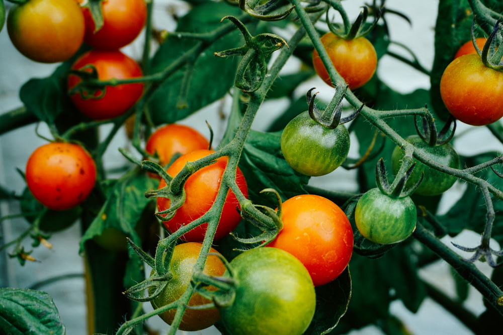 tomates que cuelgan de la planta de tomate
