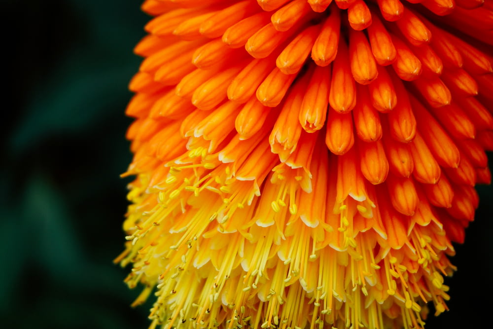 Fotografía de enfoque selectivo de flores de pétalos naranjas y amarillos