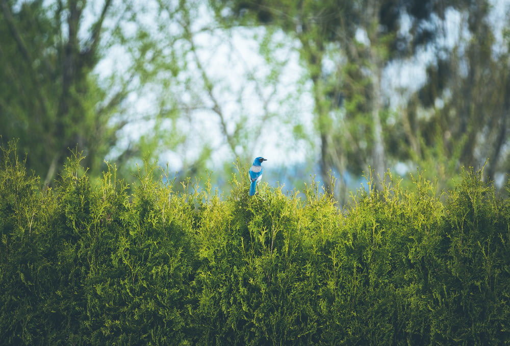 pájaro azul posado en la planta durante el día