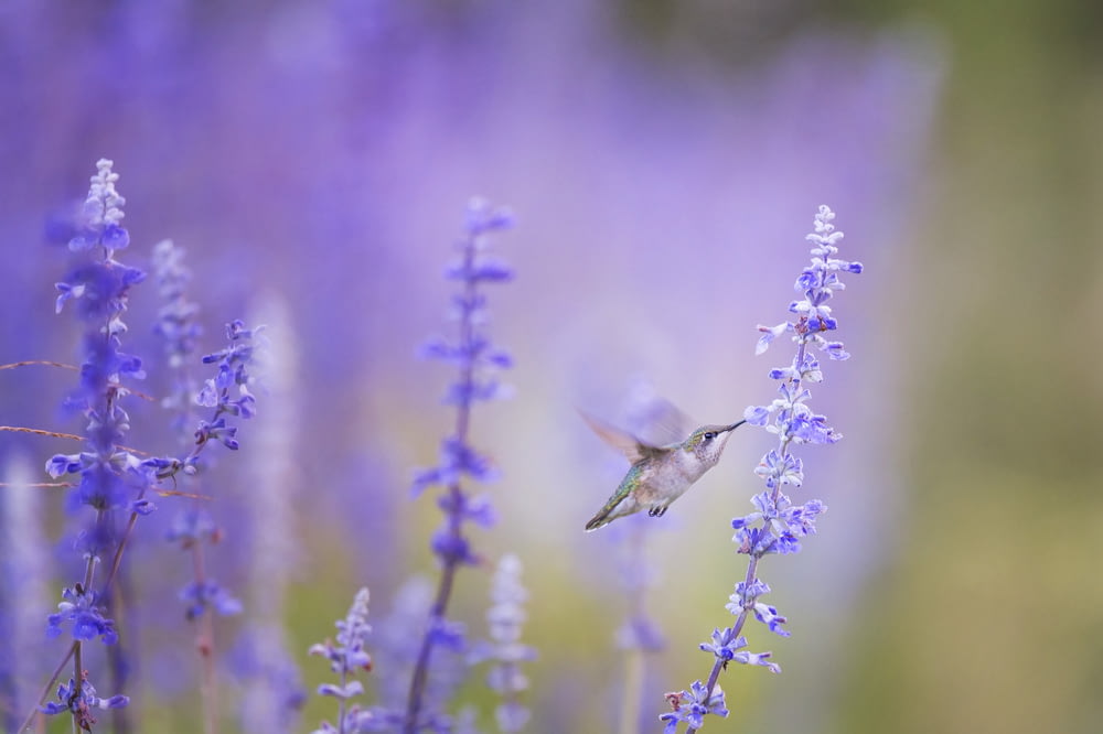 foto ravvicinata dell'uccello accanto ai fiori del petalo viola