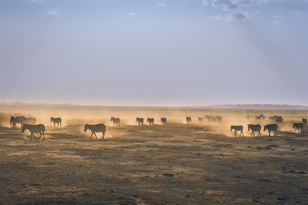 herd of zebra on sand field