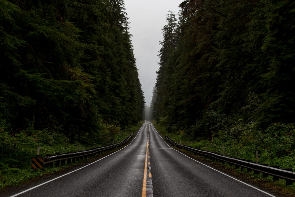 estrada cinzenta entre árvores verdes