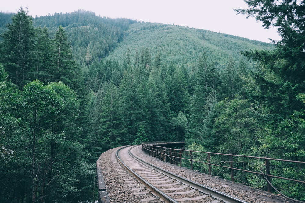 森の中の鉄道