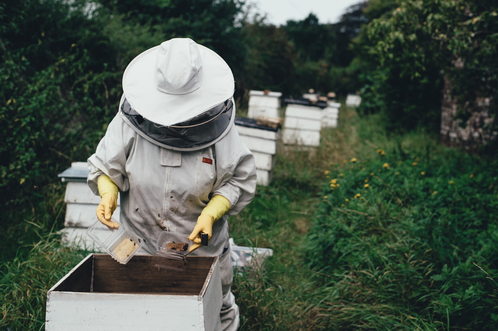 piantagione di persone di api