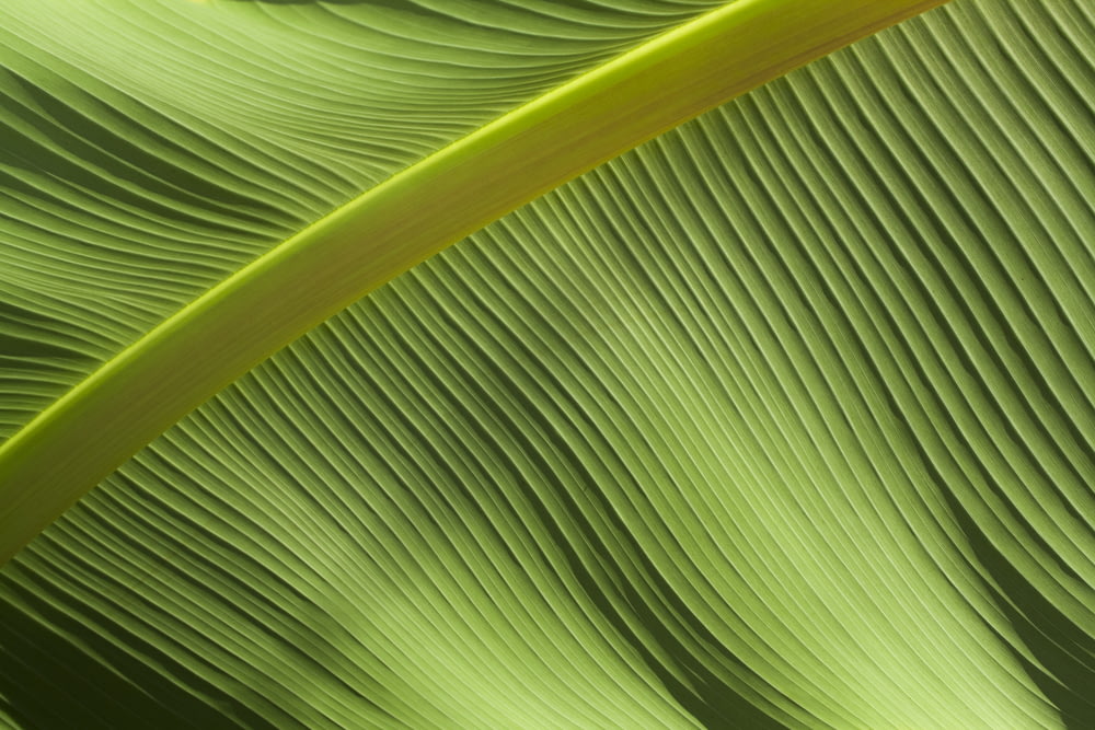 Fotografia macro da folha de bananeira verde