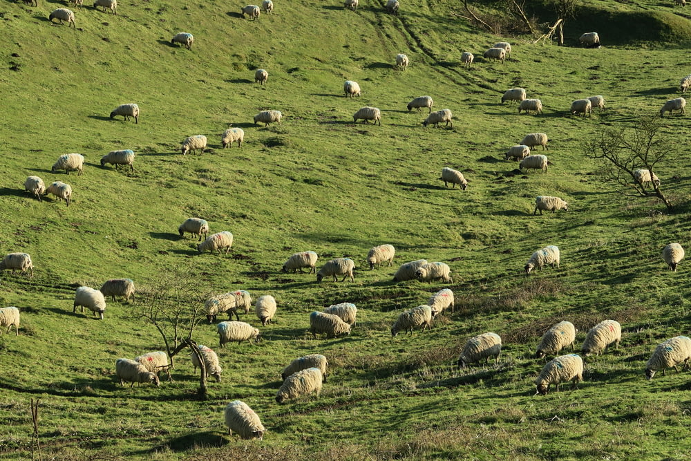 sheeps scattered on green grass field