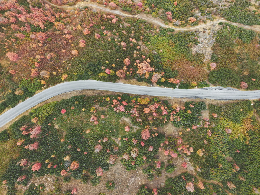 aerial photography of road between forest