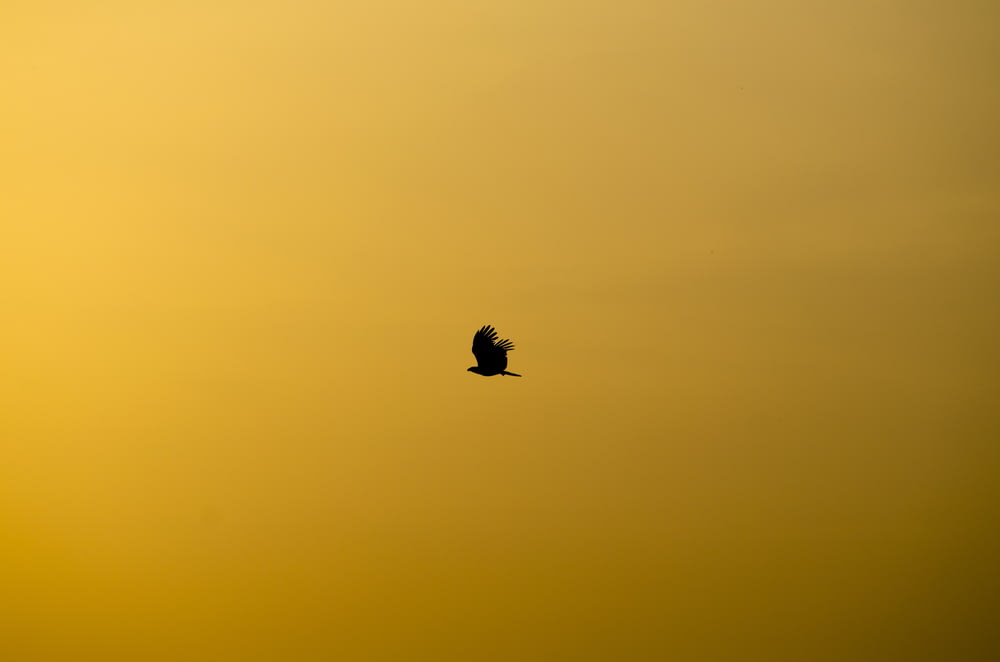 silhouette of flying bird