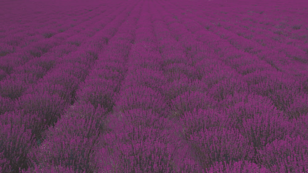 pink petaled flower field