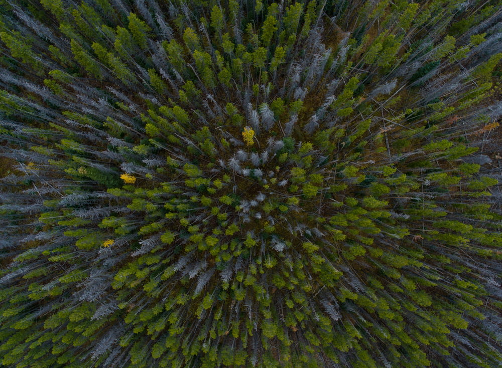 aerial view photography of forest trees during daytime