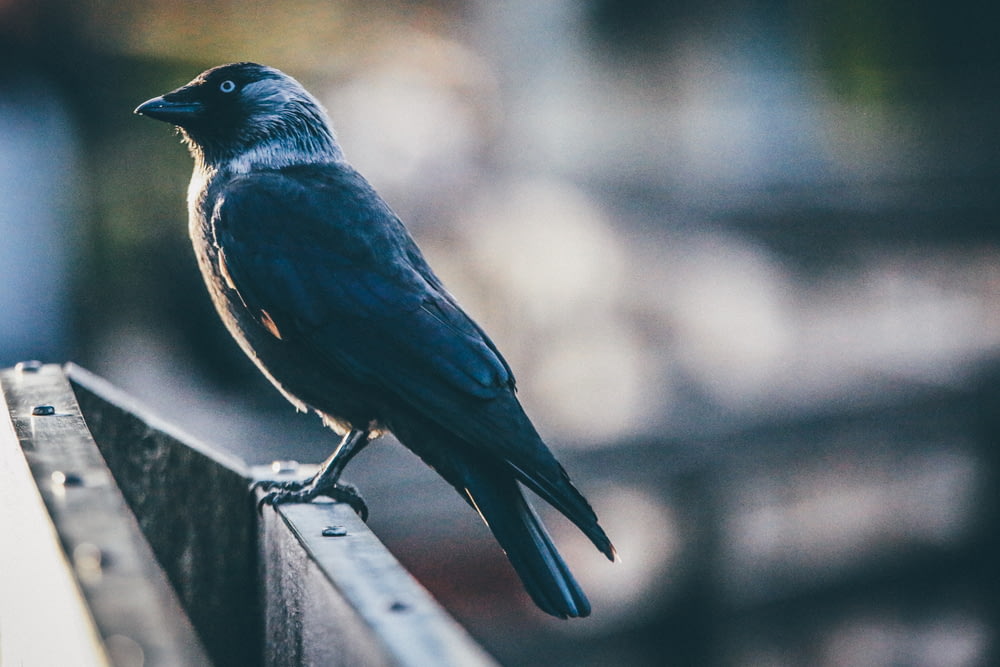 shallow focus photography of black bird