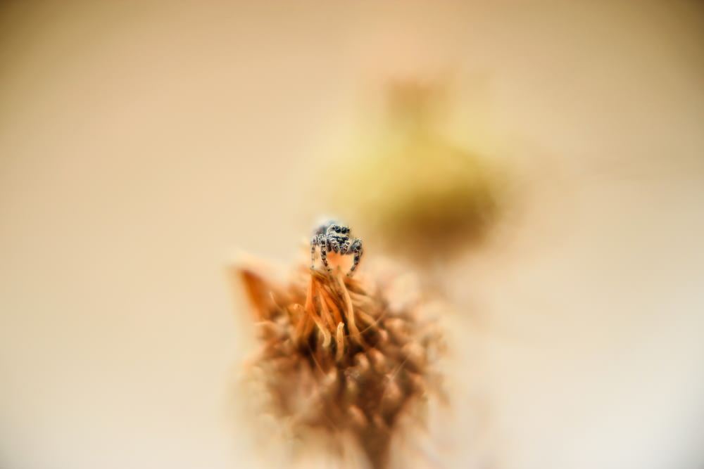 photo de mise au point sélective d’abeille perchée sur la fleur