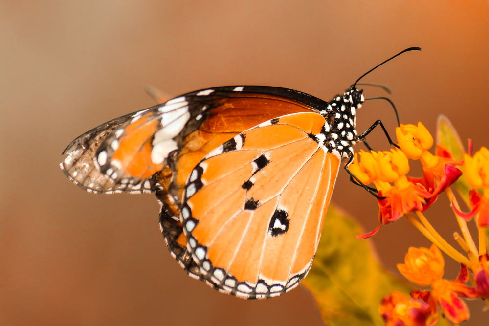 オレンジ色の花にとまる蝶