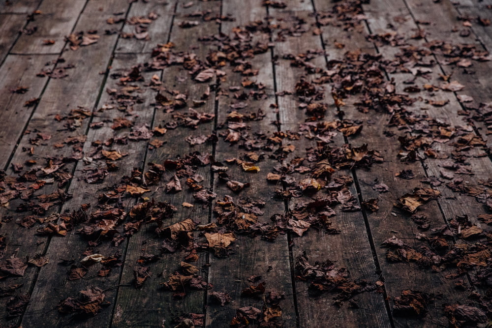 brown leaves on wooden floor