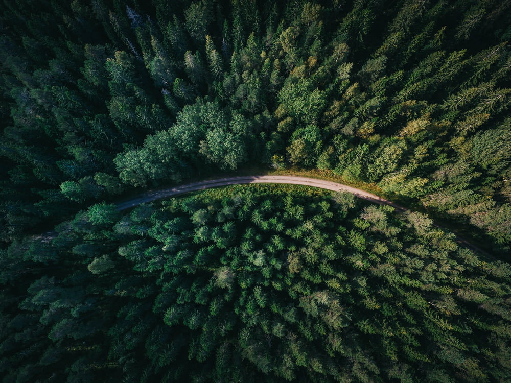 Toma aérea de una carretera rodeada de árboles verdes