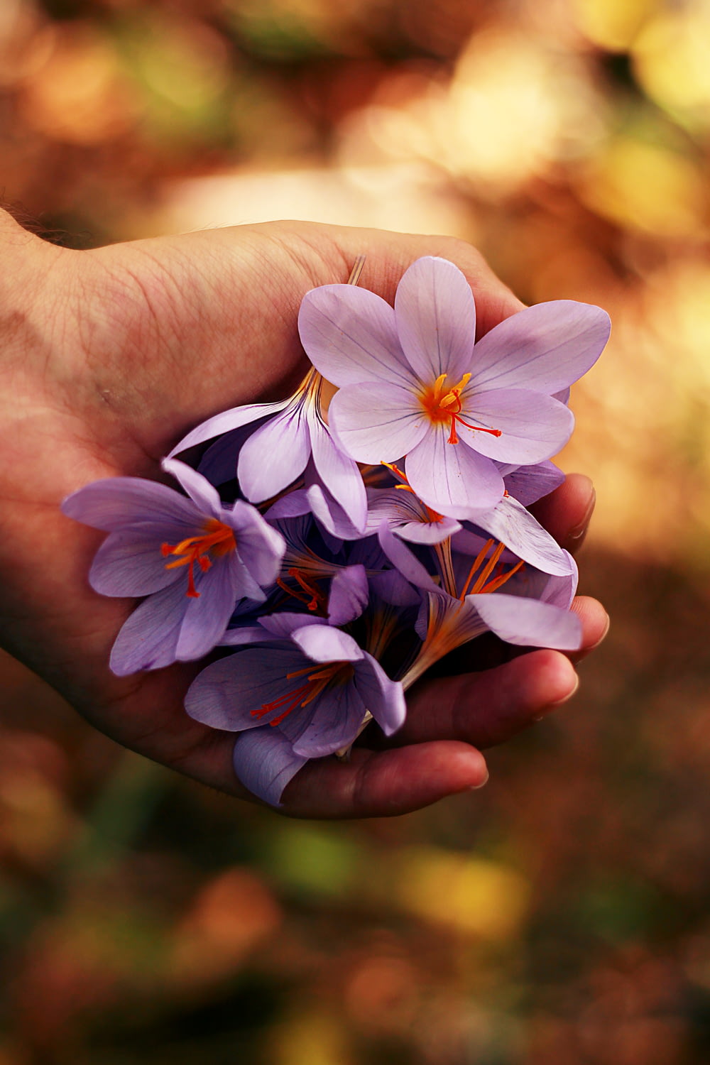 fiori dai petali viola sulla mano della persona