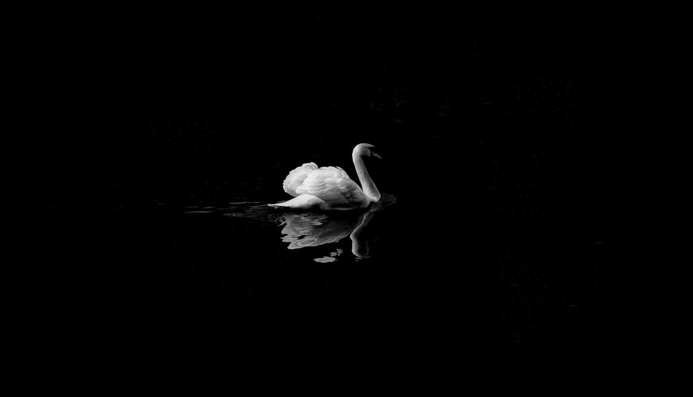 mute swan in low light photography