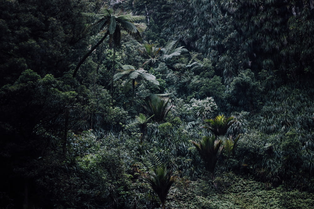 aerial photography of rainforest