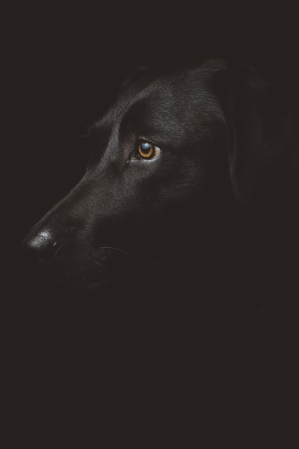 fotografia de cachorro preto