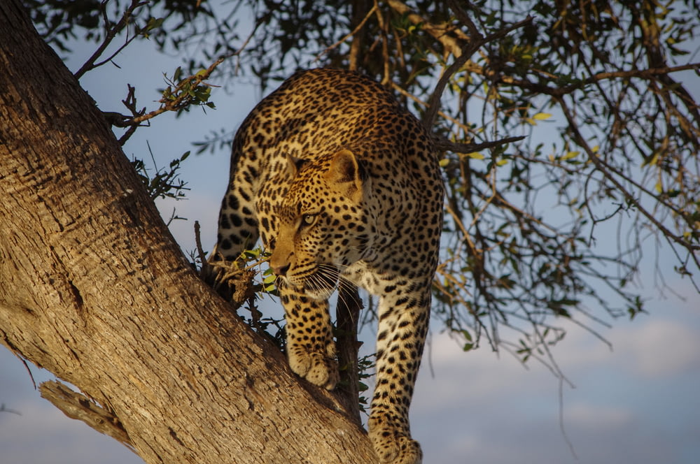 Jaguar on tree during day