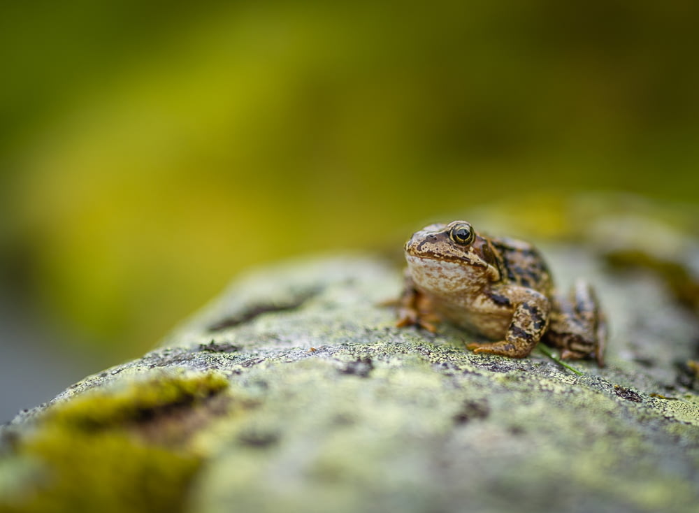 selective focus photo of toad on rock