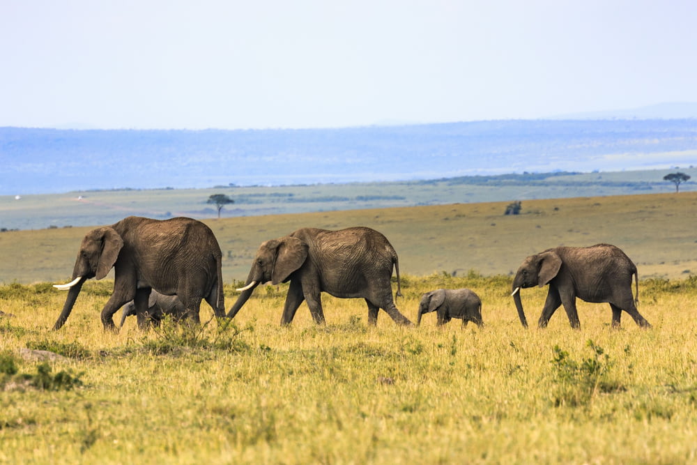 Cinque elefanti su erba marrone