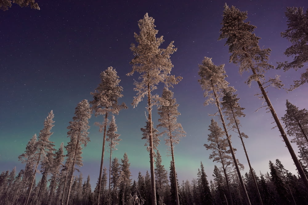 forest trees during night