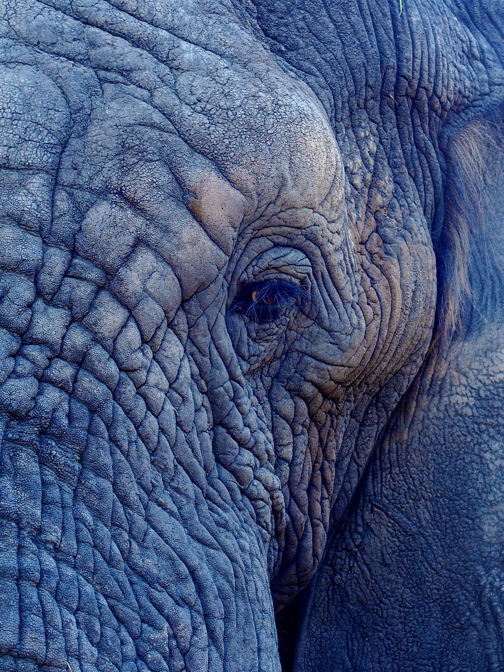 macro photography of elephant's face