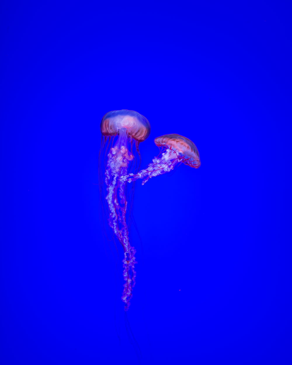 two jelly fishes