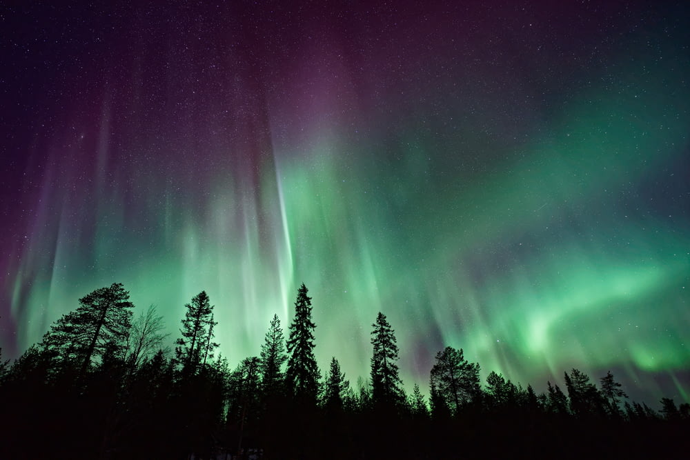 silhouette di alberi vicino all'aurora boreale di notte